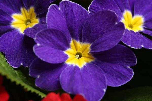 Schöne Primeln Primeln Mit Violetten Blüten Über Der Ansicht Frühlingsblüte — Stockfoto