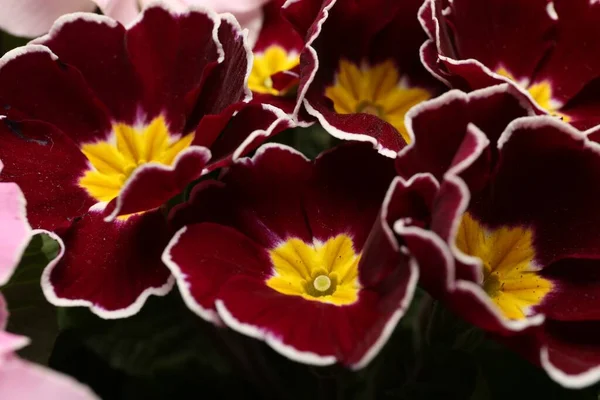 Hermosa Planta Primula Onagra Con Flores Color Burdeos Primer Plano —  Fotos de Stock