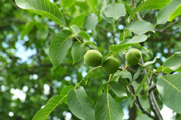 Green Unripe Walnuts Tree Branch Outdoors Bottom View — 图库照片