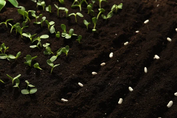 Witte Bonen Vruchtbare Grond Plantaardige Zaden — Stockfoto