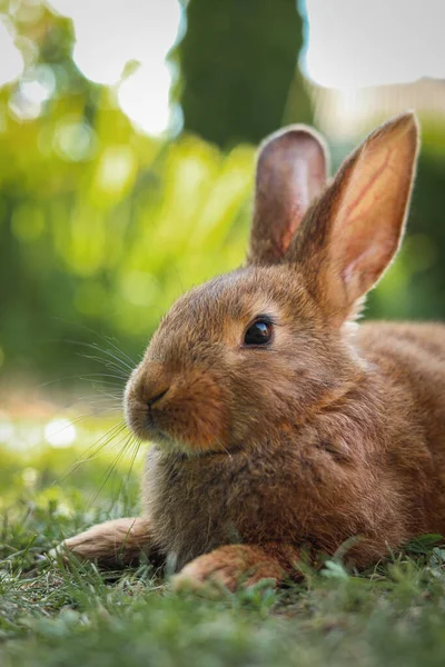 Schattige Fluffy Konijn Groene Gras Buitenshuis — Stockfoto