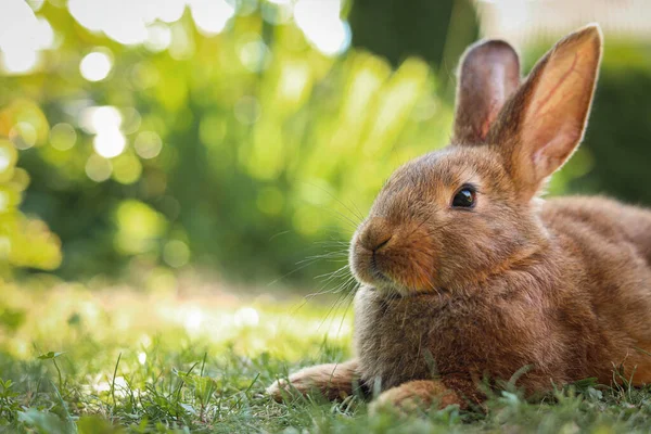 Lindo Conejo Esponjoso Hierba Verde Aire Libre Espacio Para Texto — Foto de Stock