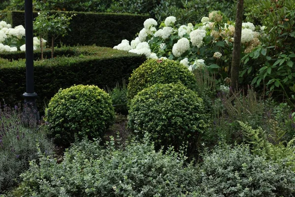 Krásná Zahrada Kvetoucími Rostlinami Zeleným Keřem Návrh Krajiny — Stock fotografie