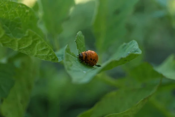 Larve Van Colorado Aardappelkever Groene Plant Buiten Close — Stockfoto