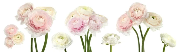 Set Con Hermosas Flores Ranúnculo Primavera Sobre Fondo Blanco Diseño — Foto de Stock