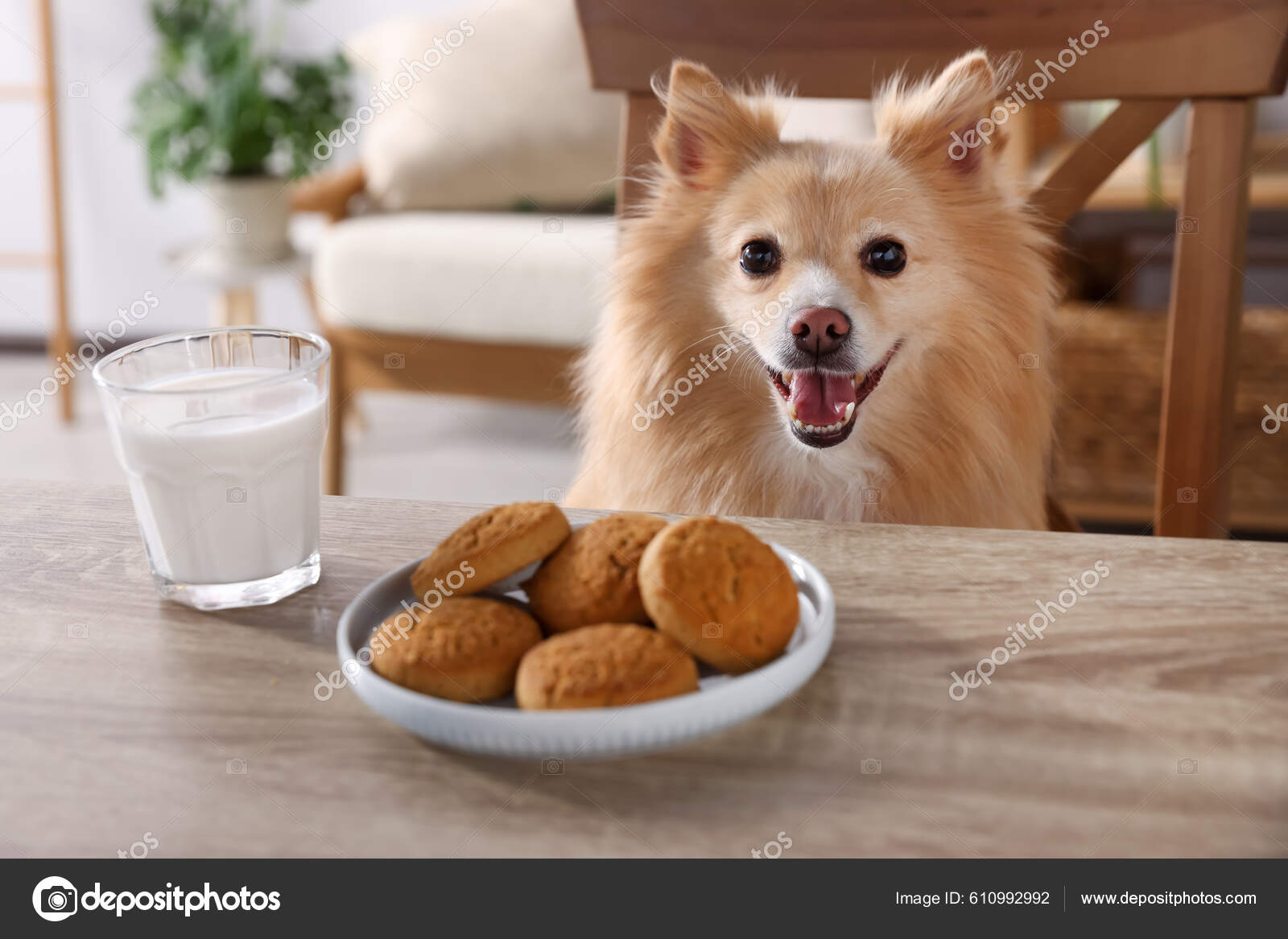 Pomeranian cookies top