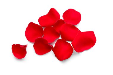Many red rose petals on white background, top view