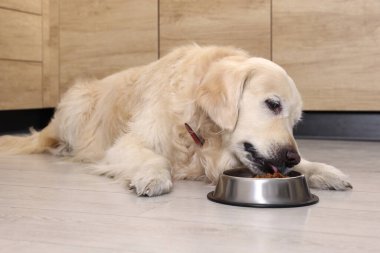 İçerideki ahşap zeminde metal kaseden yiyen sevimli av köpeği.
