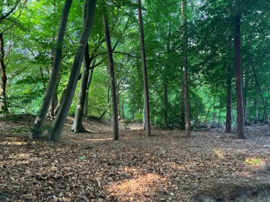 Beautiful green trees and fallen leaves covering ground in forest