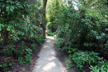 Picturesque view of path in beautiful forest