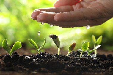 Genç sebze fidanlarını sulayan kadın, yakın plan.