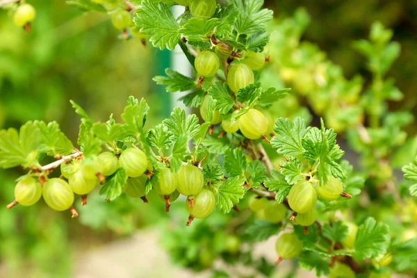 Nahaufnahme Von Busch Mit Reifenden Stachelbeeren Freien — Stockfoto