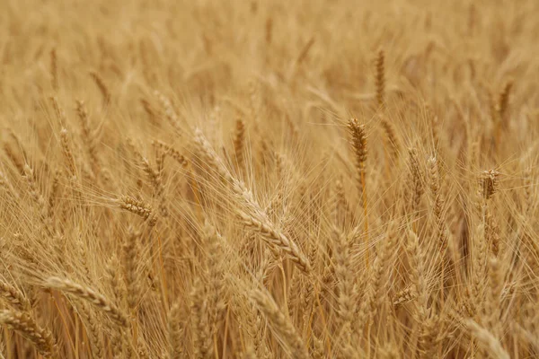 Beautiful Ripe Wheat Spikes Agricultural Field — ストック写真