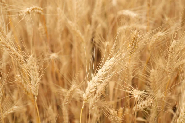 Beautiful Ripe Wheat Spikes Agricultural Field Closeup — Stock Photo, Image