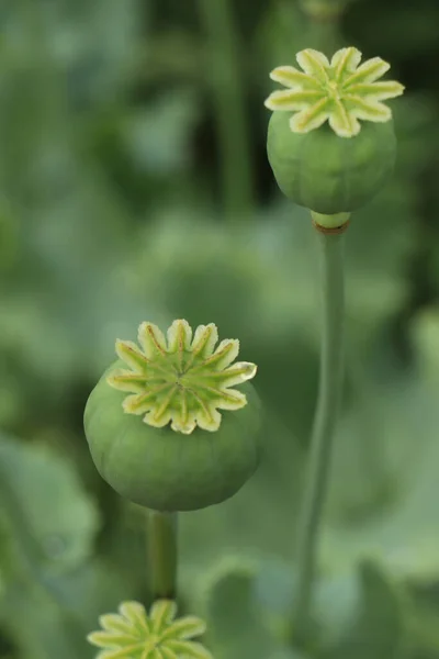Green Poppy Heads Growing Field Closeup — Fotografia de Stock