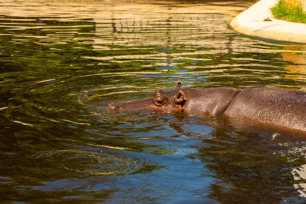 Μεγάλος Ιπποπόταμος Κολυμπά Στη Λίμνη Στο Ζωολογικό Κήπο Την Ηλιόλουστη — Φωτογραφία Αρχείου