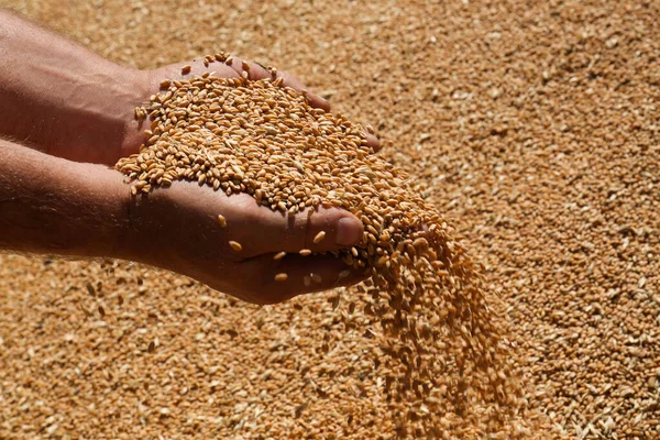 Чоловік Тримає Пшеницю Над Зернами Вид Крупним Планом — стокове фото