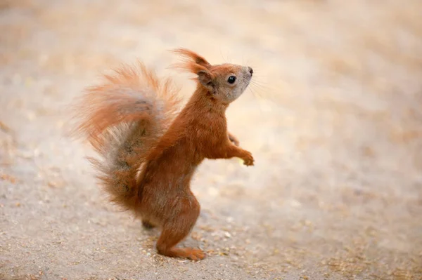 Söt Röd Fluffig Ekorre Utomhus Vilda Gnagare — Stockfoto