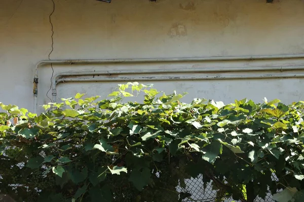 Rusty Gas Pipes White Wall Outdoors — Stock Photo, Image