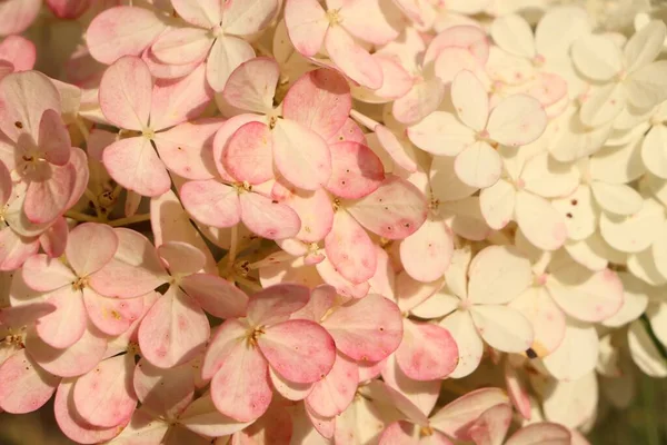 Bellissimo Fiore Ortensia Rosa Come Sfondo Primo Piano — Foto Stock