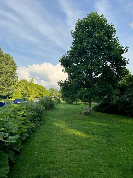 Picturesque View Beautiful Park Fresh Green Grass Trees Sunny Day — Stock Fotó