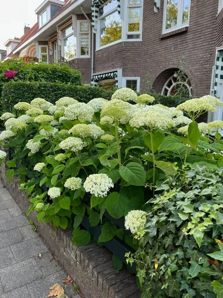 Hortensia Plant Beautiful Flowers Growing Outdoors — ストック写真