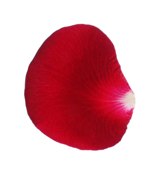 Rote Rose Blütenblatt Auf Weißem Hintergrund — Stockfoto