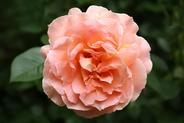 Belle Floraison Rose Rose Extérieur Vue Rapprochée — Photo