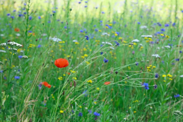 Beautiful Green Meadow Blooming Wild Flowers — Stockfoto