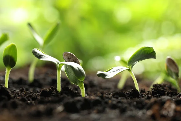 Junge Gemüsesetzlinge Die Freiland Boden Wachsen Platz Für Text — Stockfoto