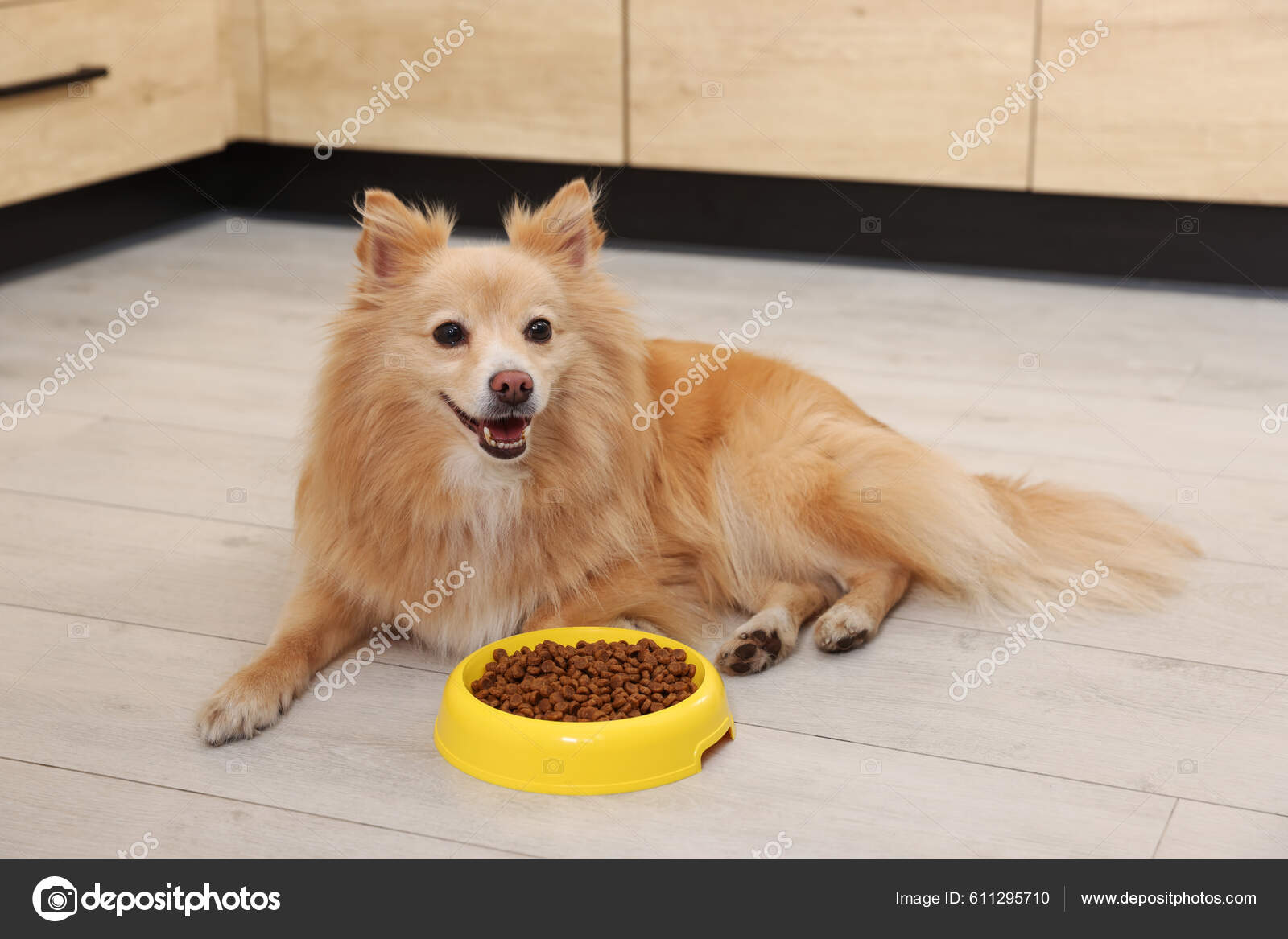 Cute Pomeranian Spitz Dog Feeding Bowl Food Floor Indoors Stock Photo