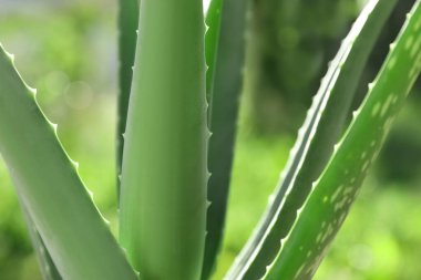 Güneşli bir günde güzel aloe vera bitkisinin yakın görüntüsü.