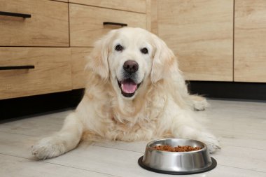 İçerideki ahşap zeminde yemek kabının yanında yatan sevimli av köpeği.
