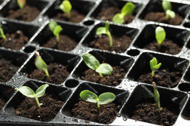 Seedling tepsisi ve taze sebze filizi, yakın plan.
