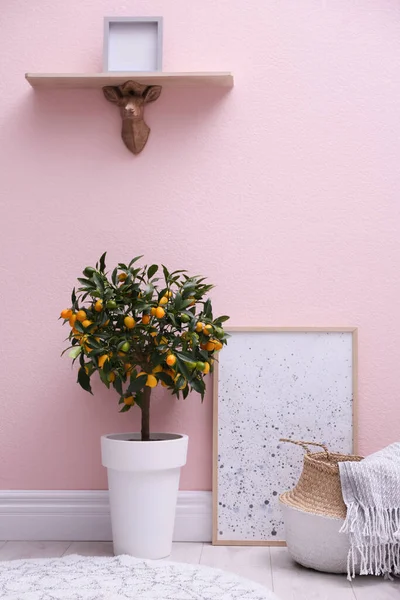 Albero Kumquat Vaso Vicino Alla Parete Rosa All Interno Interior — Foto Stock