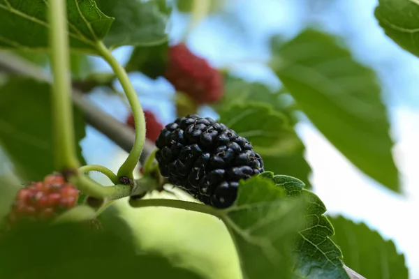 Branch Ripe Unripe Mulberries Garden Closeup — Stock Photo, Image