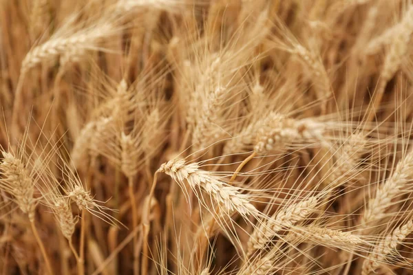 農業分野で美しい熟した小麦のスパイク クローズアップ — ストック写真