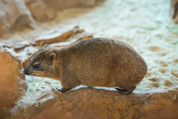 Mignon Hyrax Rock Dans Zoo Jour Ensoleillé — Photo