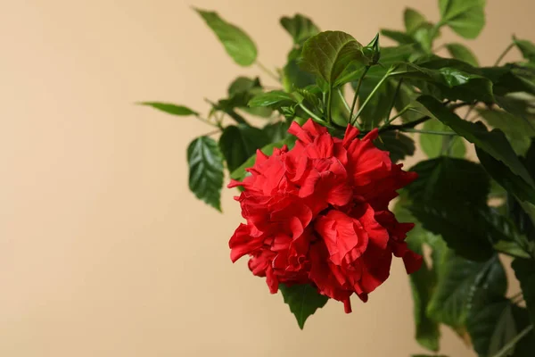 Hermosa Flor Roja Sobre Fondo Beige Espacio Para Texto —  Fotos de Stock