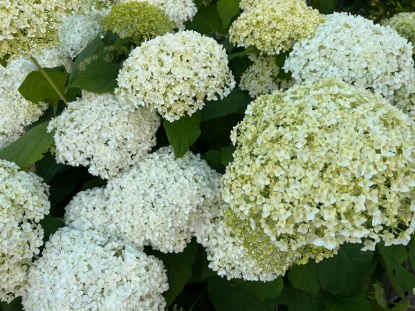 Krásná Hortenzie Kvetoucími Bílými Květy Rostoucí Venku — Stock fotografie