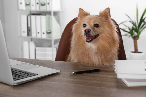 Cute Pomeranian spitz dog at table in office
