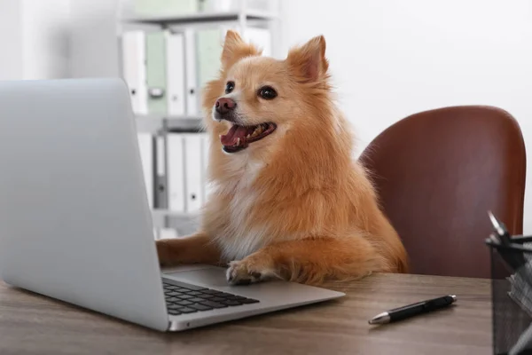 Cute Pomeranian Spitz Dog Table Office — 图库照片