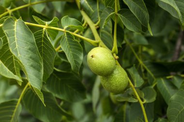 Green unripe walnuts on tree branch outdoors, closeup