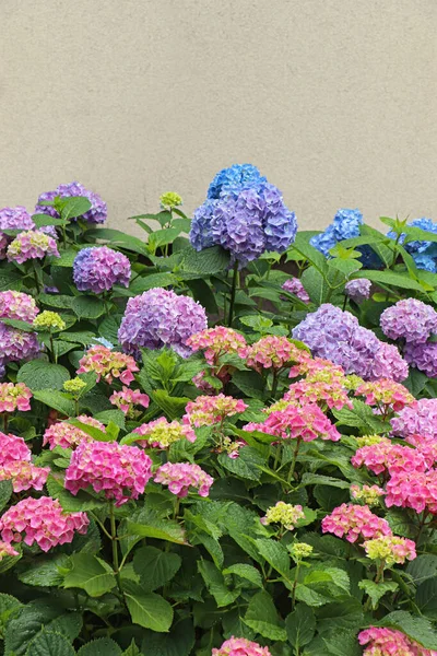 Planta Hortênsia Florescente Com Belas Flores Coloridas Jardim — Fotografia de Stock
