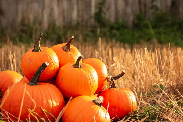 Ripe Orange Pumpkins Garden Space Text — Stock Photo, Image