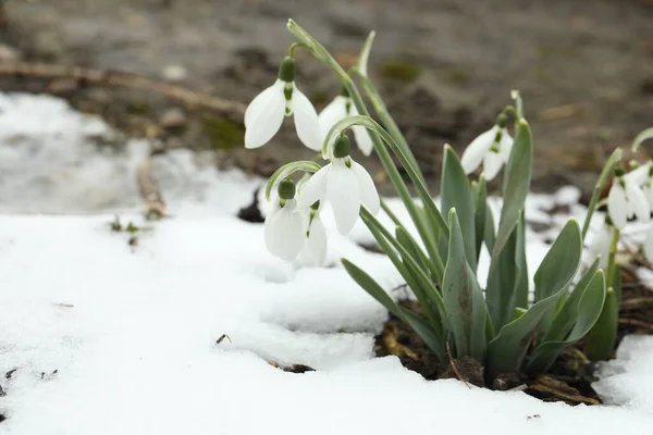 Hermosas Gotas Nieve Flor Creciendo Aire Libre Espacio Para Texto —  Fotos de Stock