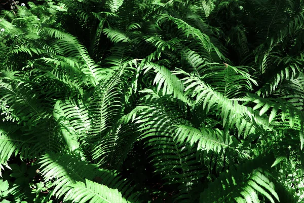 Piękna Paproć Bujnymi Zielonymi Liśćmi Rosnącymi Zewnątrz — Zdjęcie stockowe