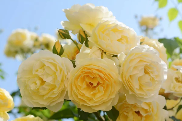 Nahaufnahme Von Blühenden Rosenstrauch Mit Schönen Gelben Blumen Vor Blauem — Stockfoto