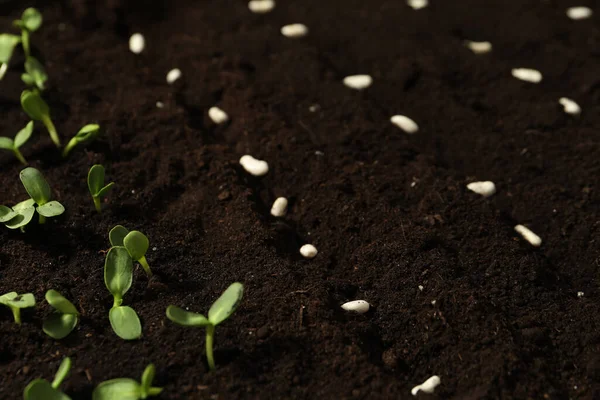 White Beans Fertile Soil Vegetable Seeds — Stock Photo, Image