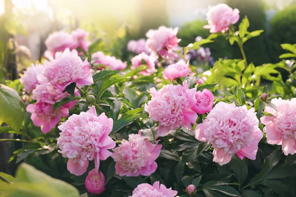 Blooming Peony Plant Beautiful Pink Flowers Outdoors — Fotografia de Stock